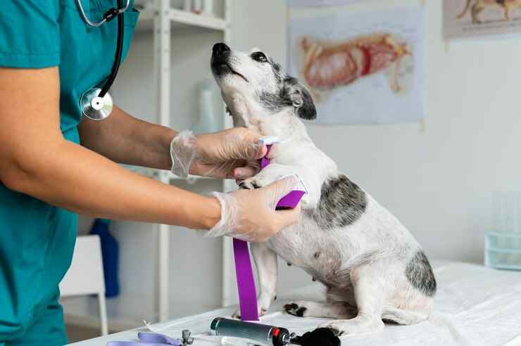 Como agir durante uma emergência com seu pet dicas e orientações de um veterinário 24 horas